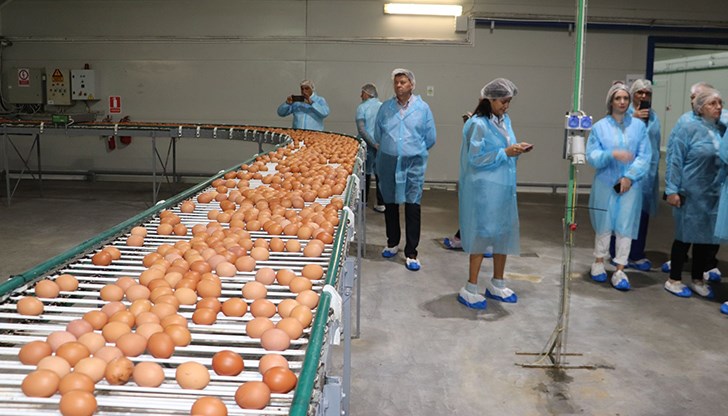 Русенска област се утвърждава като лидер в производството на яйца