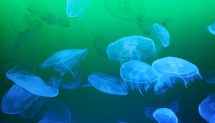 Производството на електроенергия в централата "Палюел" падна наполовина заради нашествието на морските обитатели