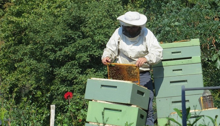 Пчелари отчитат катастрофална година с нулев добив на мед Пчелари отчитат катастрофална година с нулев добив на мед