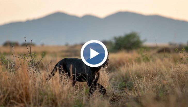 Жител на село Крайници засне как голямата котка се разхожда в полето