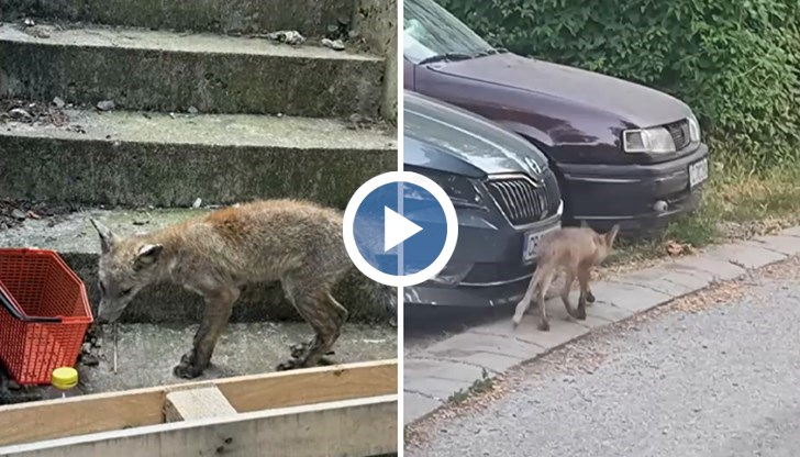 Институциите отказват да поемат отговорност за справяне с шестте диви животни, които се разхождат до входовете на блоковете