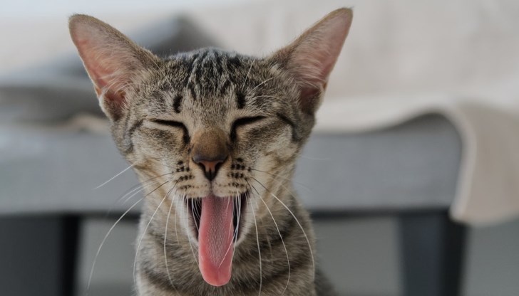 Неприятната миризма от устата на домашния любимец може да е сигнал за сериозни здравословни проблеми