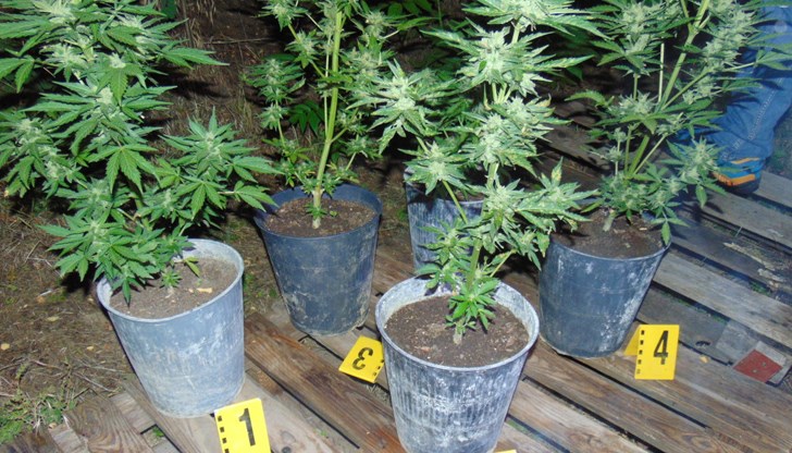 При акцията са открити конопени растения, канабис и хашиш При акцията са открити конопени растения, канабис и хашиш