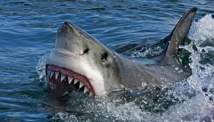 Трагичният инцидент затвори няколко плажа в северните райони на австралийския град