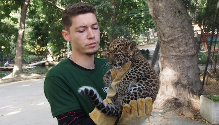 Бебето леопард се роди на 25 юли и вече тежи