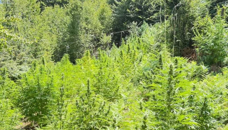 Задържаха 41-годишен мъж, отглеждал над 130 растения в две ниви