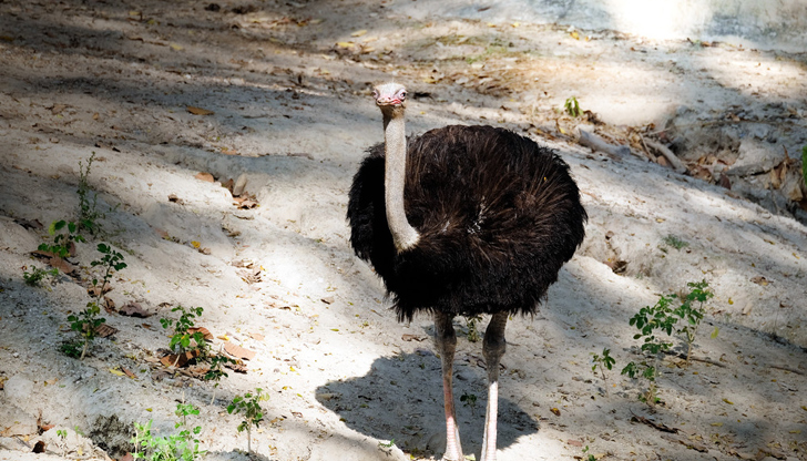 Научно проучване обяснява как огромните нелетящи птици са се разпространили