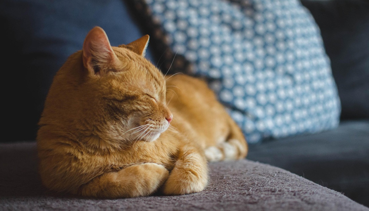 Бременните жени и хората с отслабен имунитет трябва да бъдат