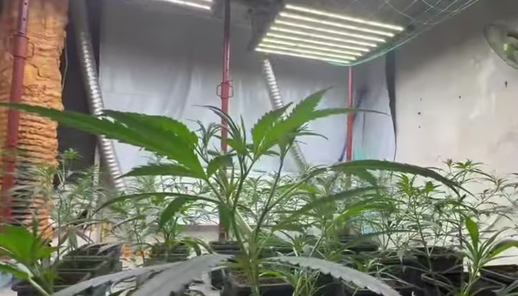 Петима са обвинени за отглеждане и разпространение на наркотици, иззети