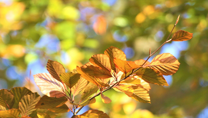 Петър Янков: Ще се радваме на добри температури до края