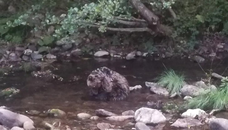 Женското животно на около 2 години е с рана във
