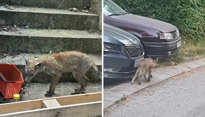 Институциите отказват да поемат отговорност за справяне с шестте диви