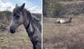 Доброволци спасиха изнемощял кон, изоставен да умре на поляна