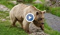 Мечките в България губят страх от човека