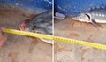 Рибари върнаха в морето рядка есетра с дължина 1,7 метра