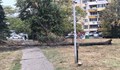 Изсъхнало дърво се стовари върху пешеходна алея в Русе