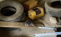 В Танзания обучават плъхове да спасяват хора от руини след земетресения