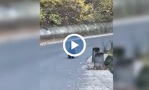 Мече изненада деца в ученически автобус край Велинград