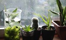 Растения, които не е добре да отглеждаме у дома