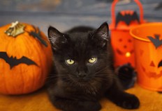 Службата за защита на животните цели да предотврати използването на