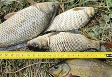 Един от нарушителите е уловил маломерни шаран и линИнспектори от