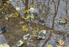 Облаците ще са динамични но с чести слънчеви разкъсванияДимитровден идва