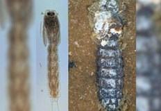 Фосил от епохата на динозаврите предполага че сладководните насекоми са