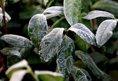 Meteo Balkans предупреждава за слани в Дунавската равнинаЗемеделците в България