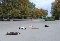 Температурите ще достигнат до 21 градуса ще духа слаб до