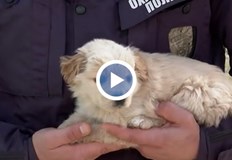 Малката Лили ще бъде осиновена в АнглияСлужители от Охранителна полиция