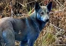 Три животни с яркосиня козина бяха забелязани в забранената зона