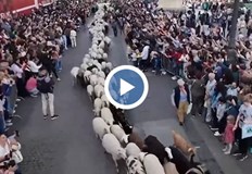 Известната атракция на испанската столица се случва всяка есенХиляди овце