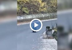 Животното е тичало по пътя Велинград ЦветиноМалко мече беше