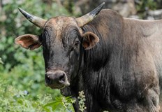 Животното било отглеждано от семейството на загиналияМъж на 72 години