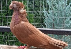 Драгомир Драганов открива изложба на български двукачулни гълъби Регионална изложба на