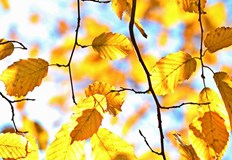 Валежите през следващия месец се очаква да бъдат под норматаНоември