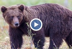 Хищниците влизат всяка вечер в населеното място заради липса на