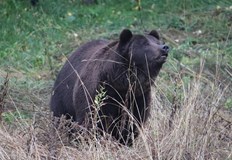Фрол и Фросия са спасени от хотелска атракцияПаркът за мечки