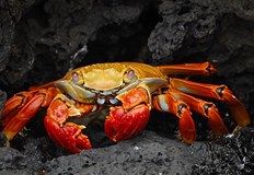 Природен феномен превърна остров Рождество в червено море от рациВпечатляващото