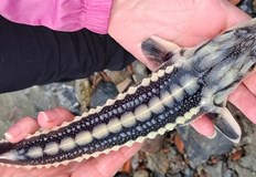 Маркираните рибки ще помогнат на учените да проследят миграцията по