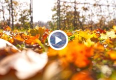 Първите десет дни ще бъдат по топли от обичайнитеМесец ноември у