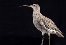 Птицата не е виждана от 1995 годинаТънкоклюният свирец Numenius tenuirostris