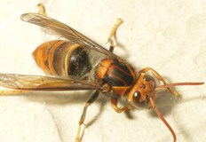 Жертвите са починали в рамките на по малко от две седмици