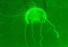 Прозрачният робот е почти невидим под водата и може да