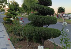 Изчакването на първата сериозна слана е ключово за правилната защита