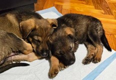 Джулиана Цветкова и Камелия Русинова създадоха убежище в Капитановци и