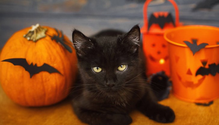 Службата за защита на животните цели да предотврати използването на котките в ритуали и като сезонна декорация