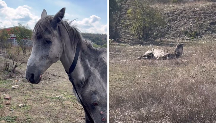 Животното беше откупено за 500 лева и ще бъде транспортирано до Стара Загора за лечение