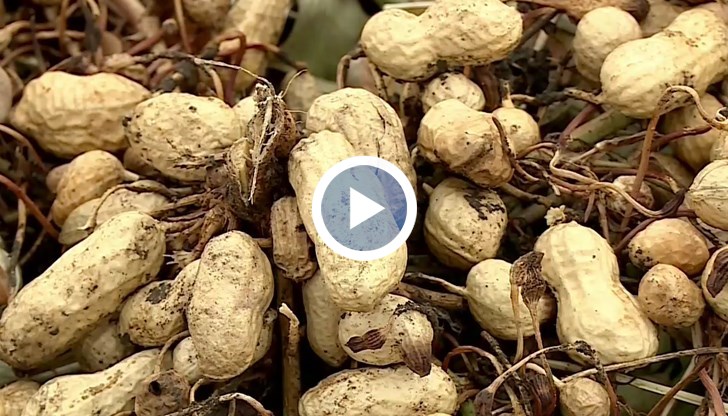 От 200 хиляди декара сега се обработват само 5 хиляди