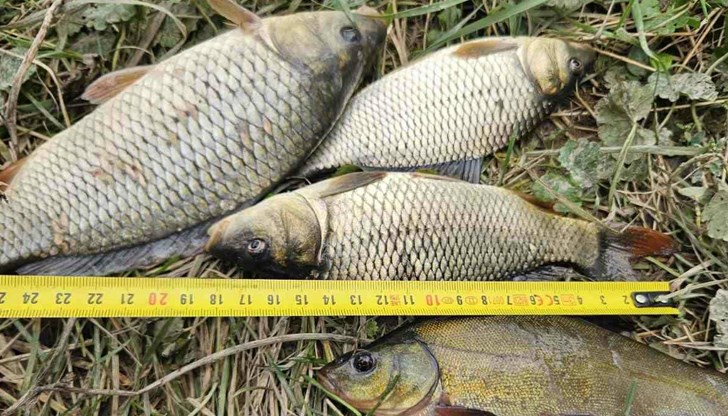 Един от нарушителите е уловил маломерни шаран и лин